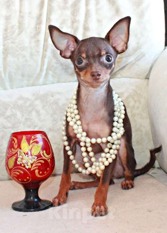 Собаки в Волгограде: Девочка Девочка, 25 000 руб. - фото 2