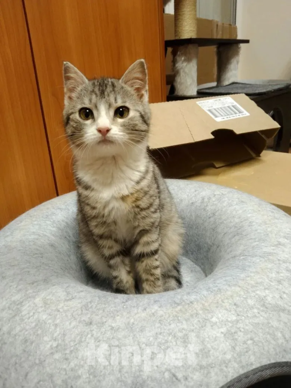 Кошки в Москве: Малышка Венди ищет дом Девочка, Бесплатно - фото 2