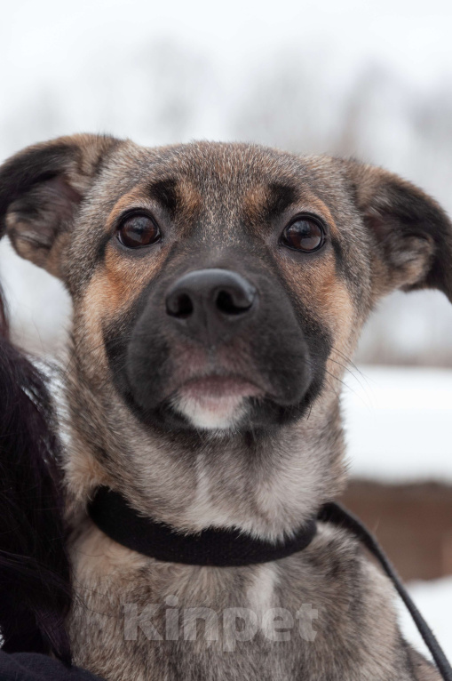 Собаки в Ногинске: Ищем дом для Ванессы — очаровательной 4х-месячной девочки, полной жизни и любви. Девочка, Бесплатно - фото 1
