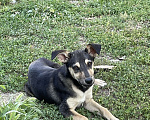 Собаки в Симферополе: Зефирка Девочка, Бесплатно - фото 2