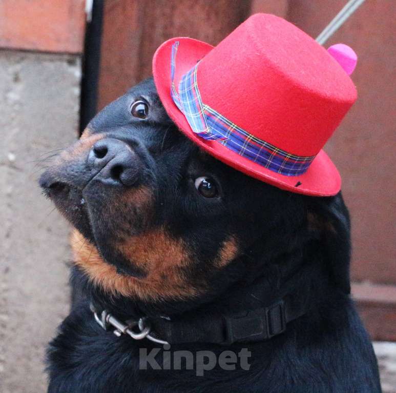 Собаки в Красногорске: Перспективный кобель Мальчик, 60 000 руб. - фото 2