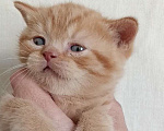Кошки в Санкт-Петербурге: Рыжее счастье. Британский котик Мальчик, 50 000 руб. - фото 1