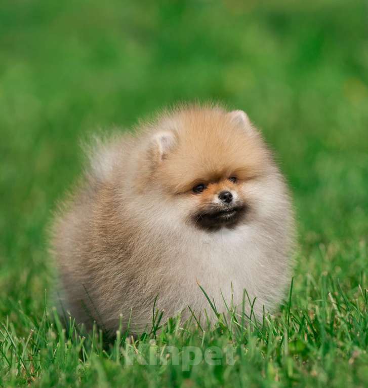 Собаки в Санкт-Петербурге: Марлекс Кларк Кент Мальчик, 75 000 руб. - фото 8