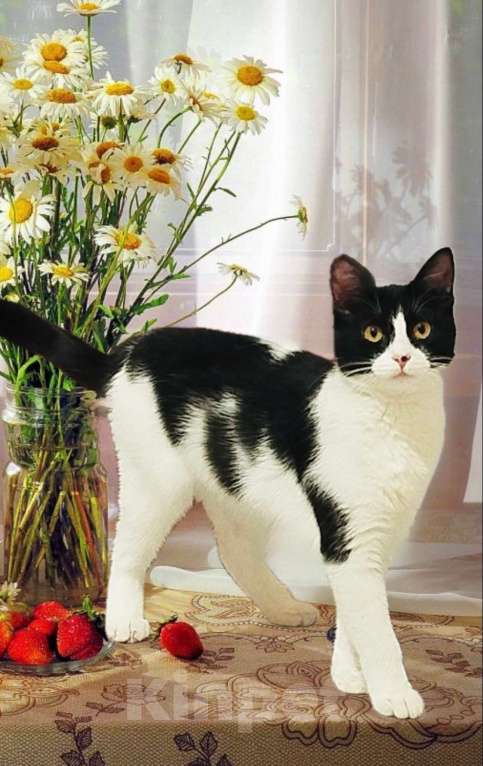 Кошки в Санкт-Петербурге: Кошечка Подросток Клёпа Девочка, Бесплатно - фото 1