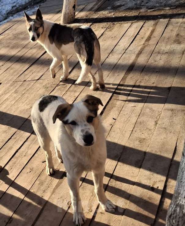 Собаки в Химках: Братики и сестрёнка ждут свою семью Мальчик, Бесплатно - фото 4