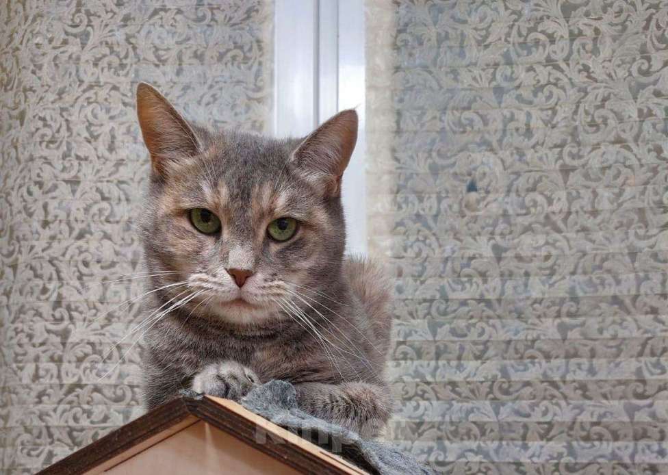 Кошки в Москве: Красивая кошка Конфетка в добрые руки Девочка, Бесплатно - фото 2