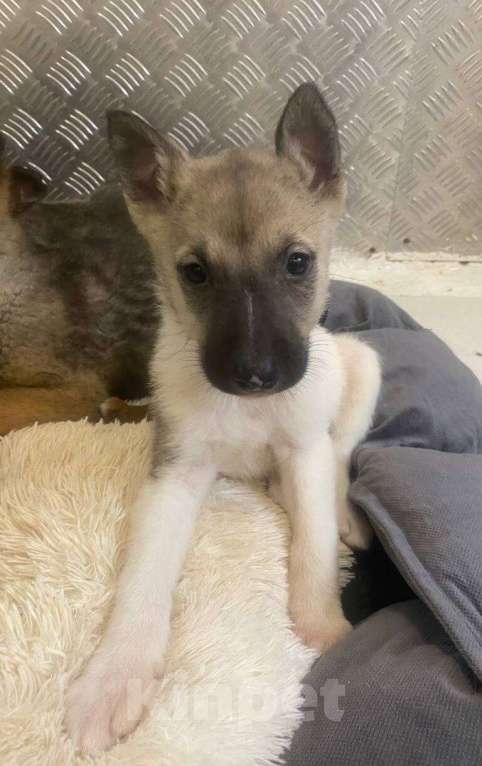 Собаки в Москве: 7 очаровательных щенят в дар Мальчик, 1 руб. - фото 4