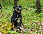 Собаки в Москве: Лея Девочка, Бесплатно - фото 5