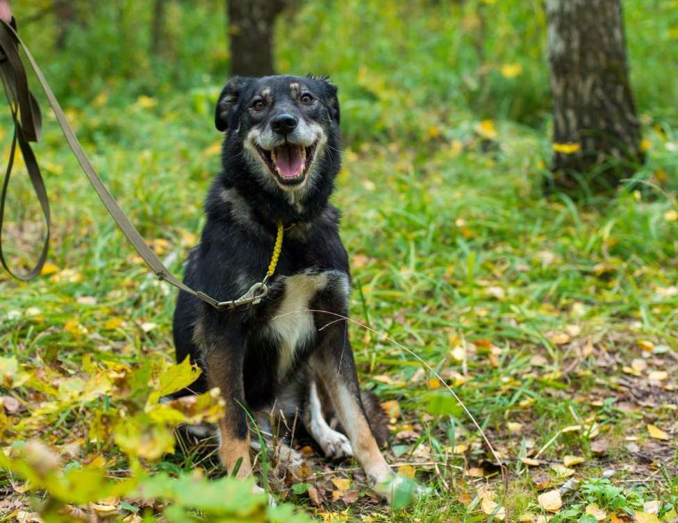 Собаки в Москве: Лея Девочка, Бесплатно - фото 5