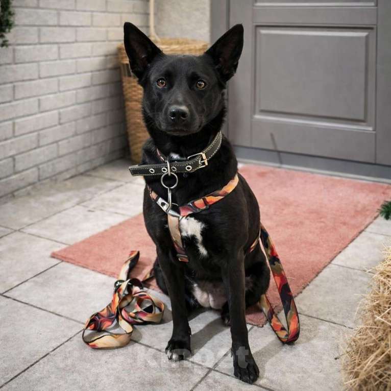 Собаки в Москве: Белка ищет дом Девочка, Бесплатно - фото 5