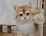 Кошки в Казани: Шотландский прямоухий длинношерстный котенок Мальчик, Бесплатно - фото 3