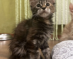 Кошки в Оренбурге: Мейн Кун девочка Девочка, 20 000 руб. - фото 8