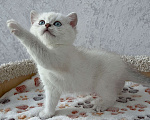 Кошки в Москве: Кошечка британская серебристая шиншилла (Ns1133) Девочка, 35 000 руб. - фото 1