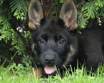 Собаки в Геленджике: Великолепный щенок немецкой овчарки Девочка, Бесплатно - фото 2