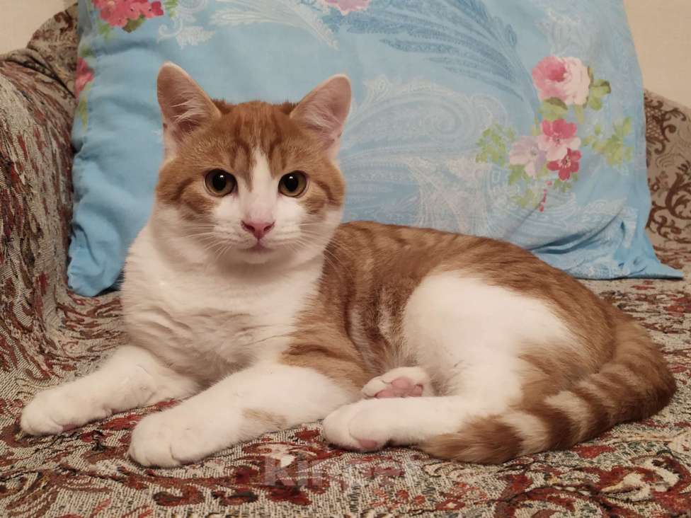 Кошки в Санкт-Петербурге: Ласковый  котëнок Степашка в добрые руки Мальчик, Бесплатно - фото 2