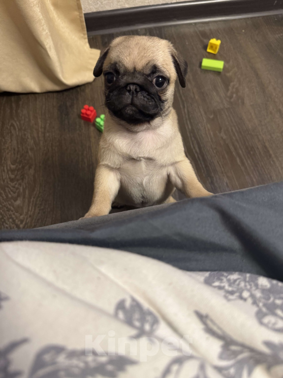 Собаки в Ярославле: Мопс Мальчик, 45 000 руб. - фото 1