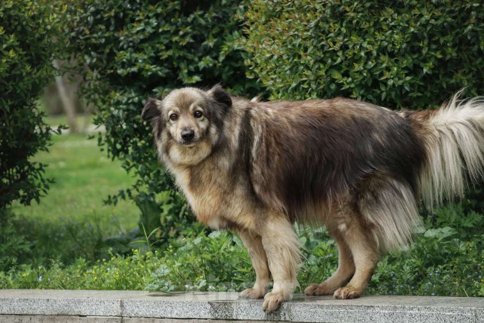 Собаки в Москве: Шикарный Сингер ищет дом Мальчик, Бесплатно - фото 3