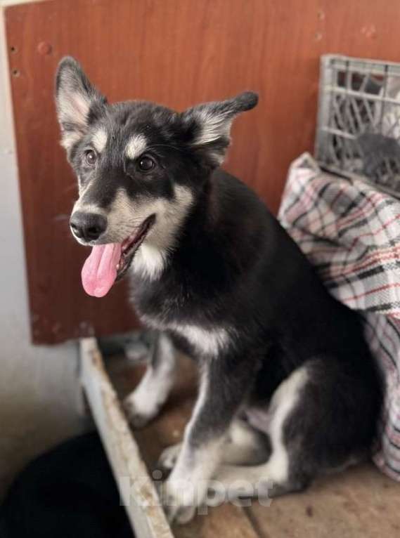 Собаки в Москве: Отдам щенка в добрые руки Мальчик, Бесплатно - фото 4