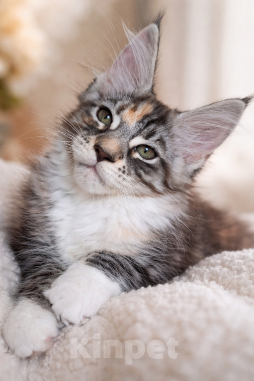 Кошки в Геленджике: Продаётся котёнок мейн-кун, девочка, редкий окрас fs 03 24, из питомника EdenLight (Геленджик) Девочка, 35 000 руб. - фото 3