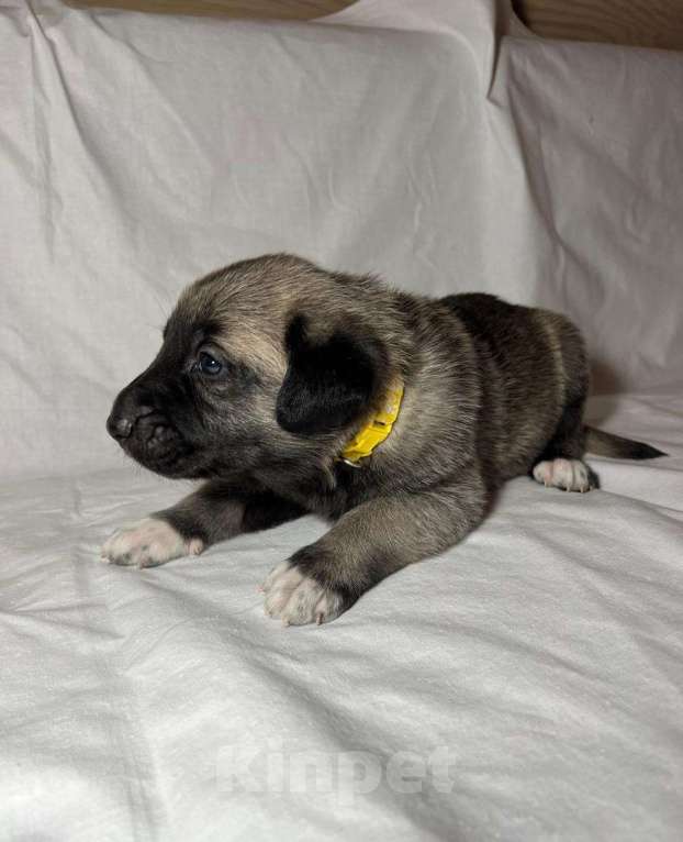 Собаки в Москве: Щенки Турецкого кангала Мальчик, 70 руб. - фото 9