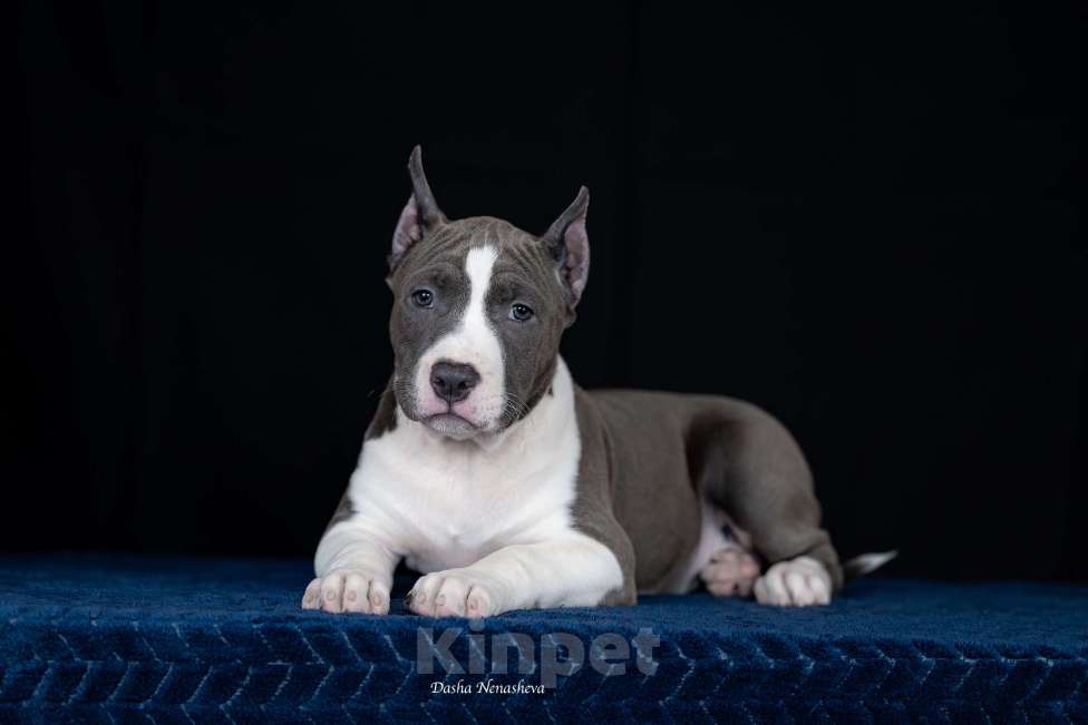 Собаки в Москве: Щенки американского стаффордширтерьера Девочка, 120 000 руб. - фото 1