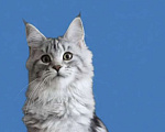 Кошки в Москве: Котёнок Мейн Кун Девочка из питомника Девочка, 30 000 руб. - фото 9
