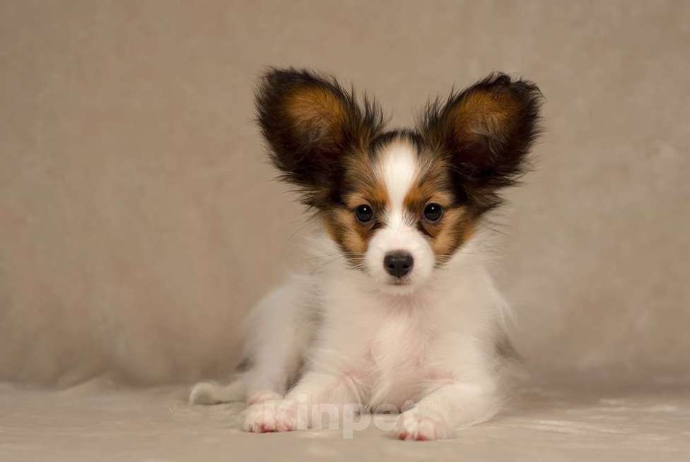 Собаки в Москве: Щенок Папийона (папильона) пит-к РКФ Мальчик, 80 000 руб. - фото 2