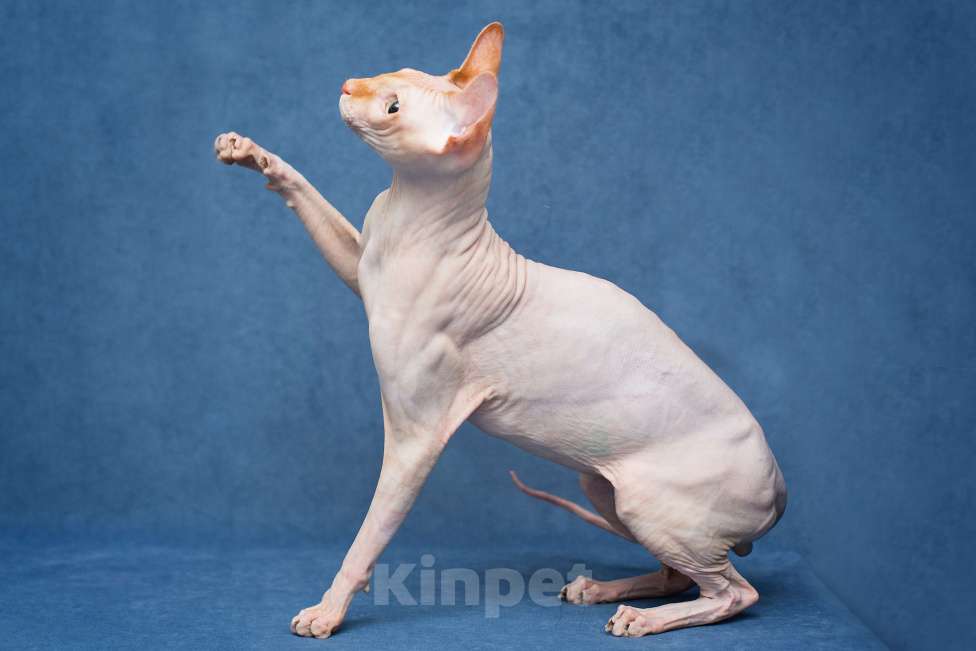 Кошки в Москве: Норрис ищет дом Мальчик, Бесплатно - фото 2