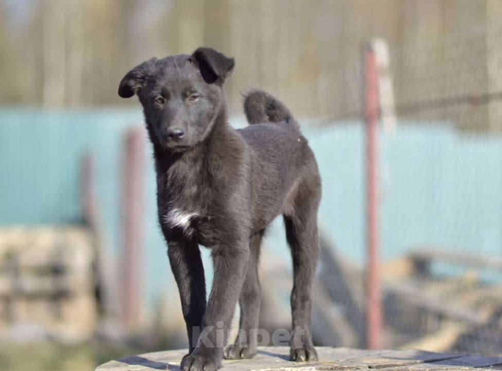 Собаки в Москве: Щенок бесплатно Агата. Москва и МО. Девочка, Бесплатно - фото 3
