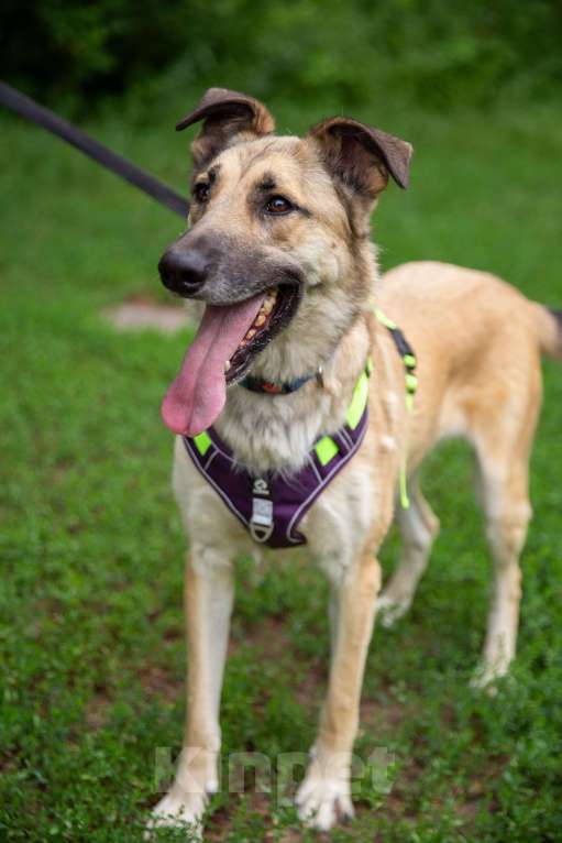 Собаки в Москве: Сестрёнка и брат ищут родителей Мальчик, Бесплатно - фото 3