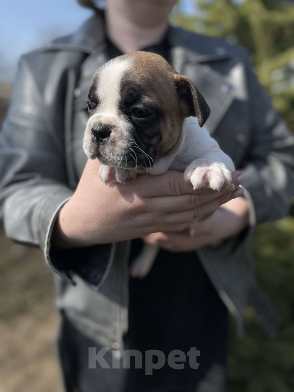 Собаки в Ростове-на-Дону: Щенки французского бульдога Девочка, 20 000 руб. - фото 3