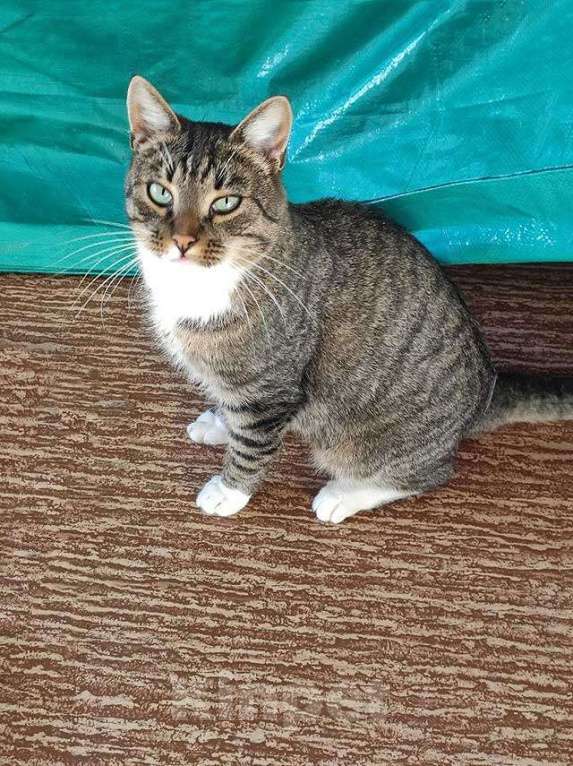 Кошки в Санкт-Петербурге: Кот Художник ищет дом и вдохновение Мальчик, 10 руб. - фото 4