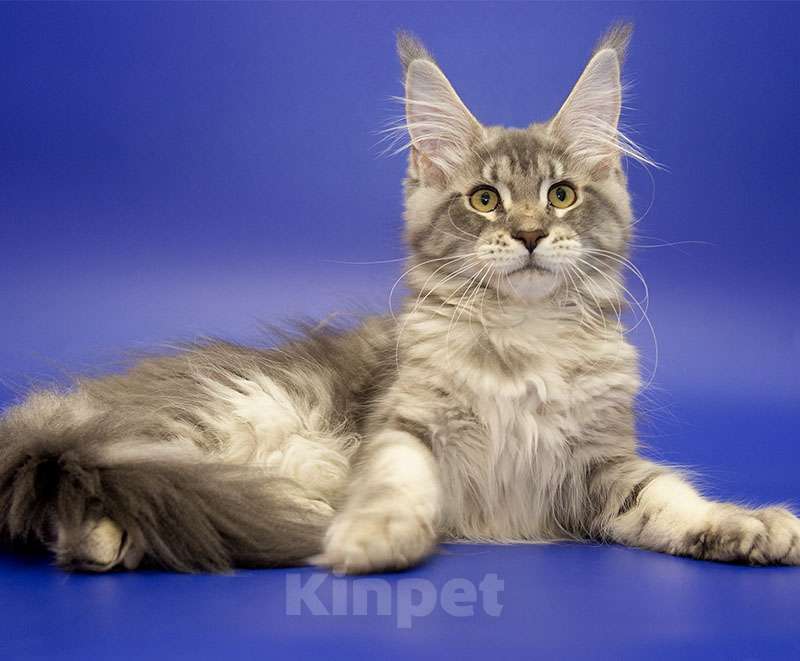 Кошки в Москве: Мейн кун котенок Девочка, Бесплатно - фото 3