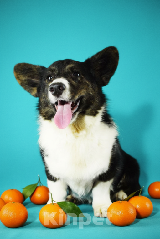 Собаки в Москве: Корги мальчик триколор  Мальчик, 30 000 руб. - фото 3