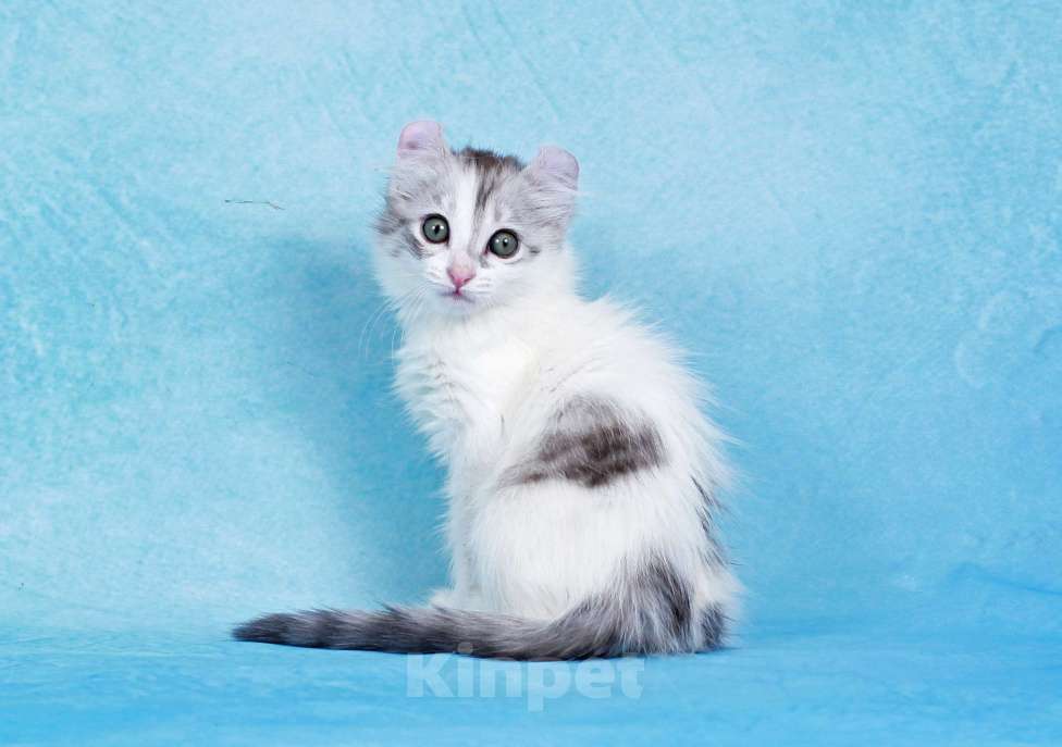 Кошки в Москве: Американский кёрл Девочка, Бесплатно - фото 4