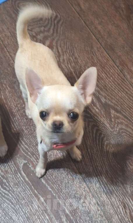 Собаки в других городах Крыма: микро кукла чихуахуа  Девочка, Бесплатно - фото 4