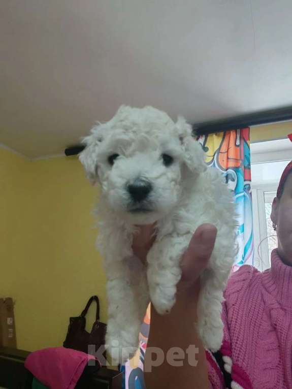 Собаки в Улане-Удэ: Продаю щенков карликового пуделя Девочка, 35 000 руб. - фото 4