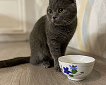 Кошки в Щербинке: Бесплатно британец Лёва  Мальчик, Бесплатно - фото 1