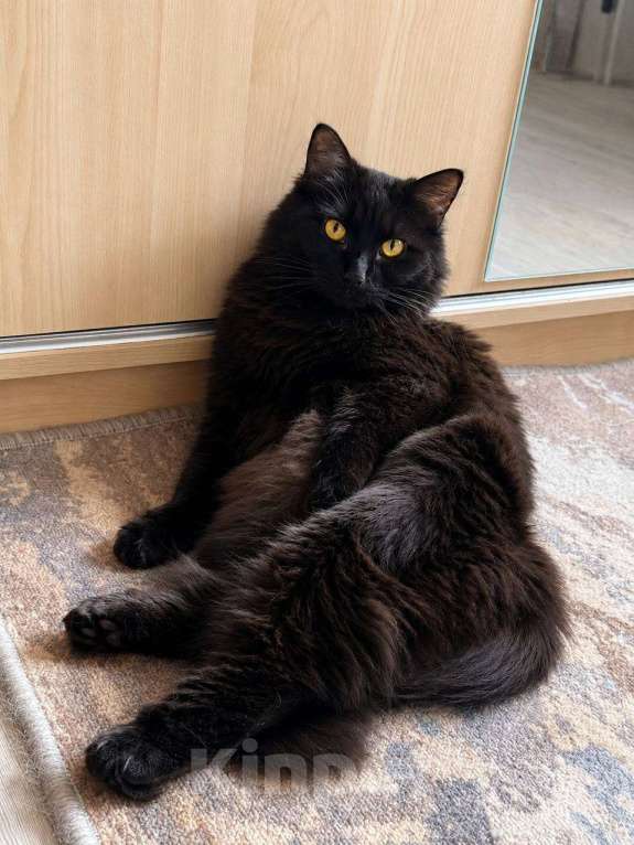 Кошки в Ивантеевке: Кошечка в добрые руки Девочка, Бесплатно - фото 6