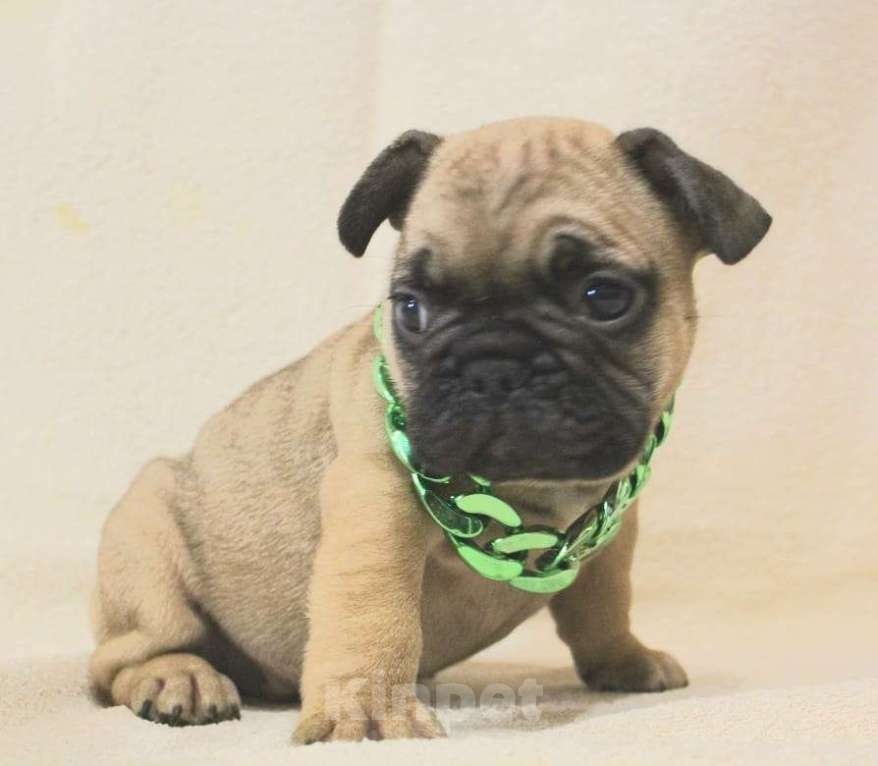 Собаки в Москве: Щенки Французики Мальчик, 130 000 руб. - фото 6