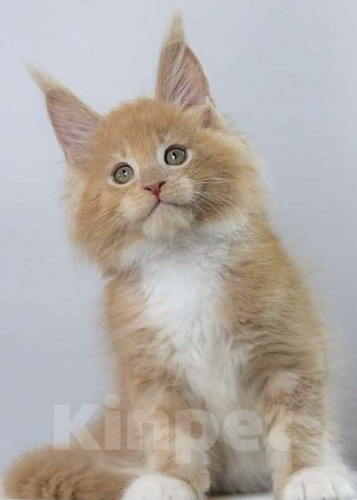 Кошки в Санкт-Петербурге: Мейн Кун котята Мальчик, 80 000 руб. - фото 2