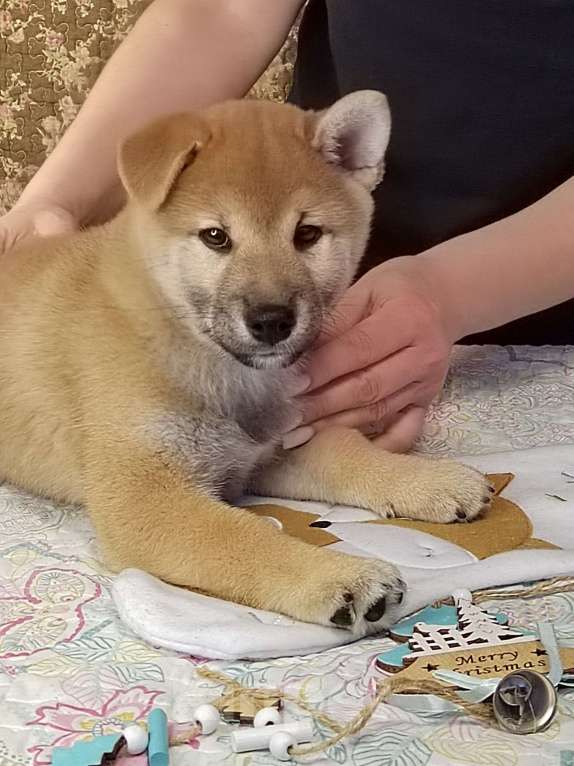 Собаки в Сыктывкаре: Щенок сиба Мальчик, 65 000 руб. - фото 2