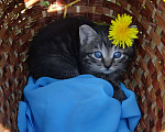 Кошки в Санкт-Петербурге: Малыш котенок 5 недель Мальчик, 200 руб. - фото 2