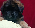 Собаки в Ангарске: Щенки длинношёрстной немецкой овчарки  Мальчик, 50 000 руб. - фото 8
