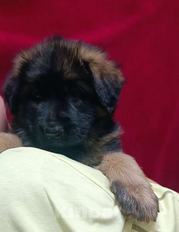 Собаки в Ангарске: Щенки длинношёрстной немецкой овчарки  Мальчик, 50 000 руб. - фото 8