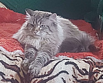 Кошки в Севастополе: Невские котята Мальчик, Бесплатно - фото 5