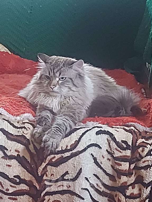 Кошки в Севастополе: Невские котята Мальчик, Бесплатно - фото 5