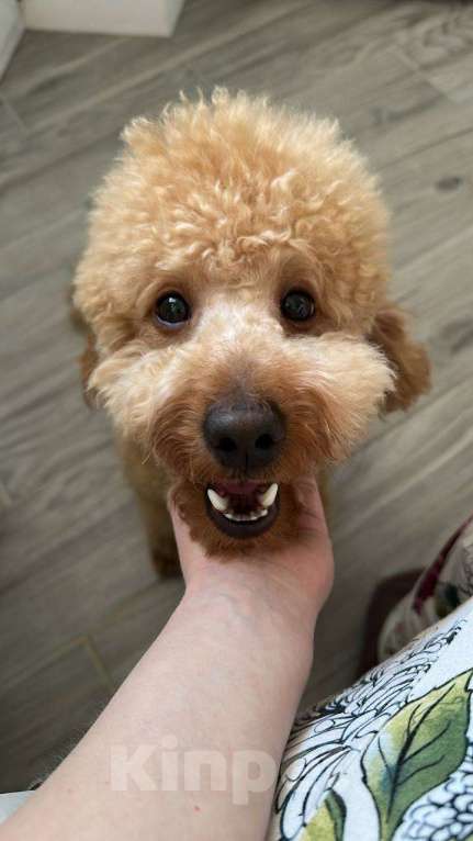 Собаки в Краснодаре: Вязка. Ищем невесту. Мальчик, 1 руб. - фото 5