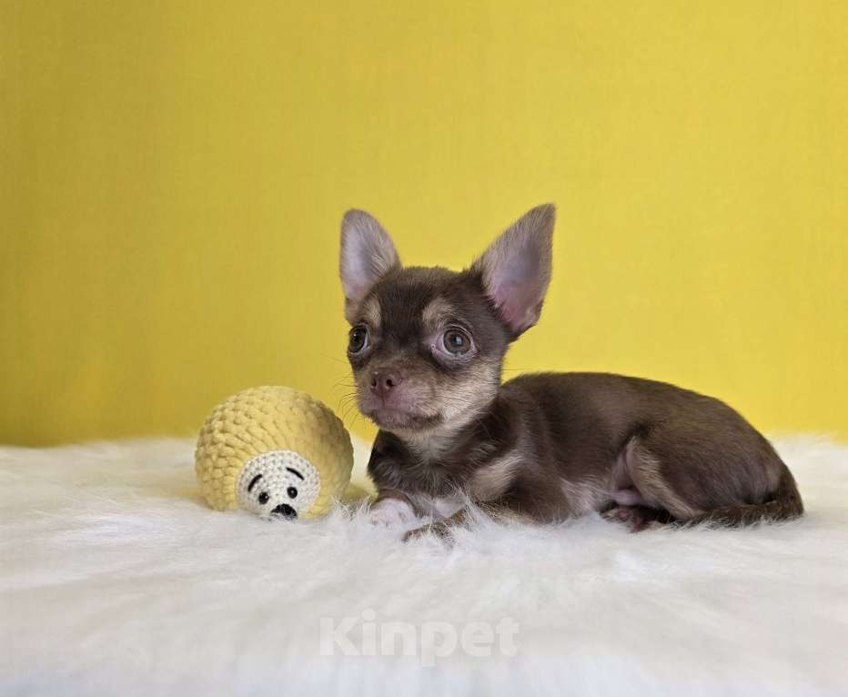 Собаки в Балашихе: Алистер Мальчик, 40 000 руб. - фото 2