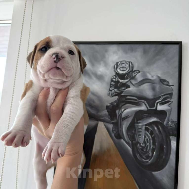 Собаки в других городах Московской области: Предлагается к продаже девочка Амстаффа Девочка, 50 000 руб. - фото 1